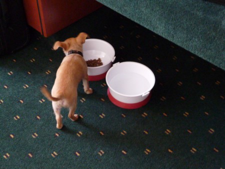 geen Schnitzel maar gewoon brokjes...