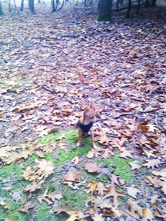 ennn nog meer blaadjes